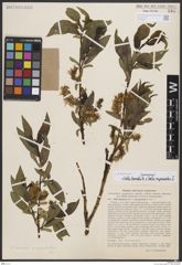 Foto von Salix borealis Fr. x Salix myrsinites L.